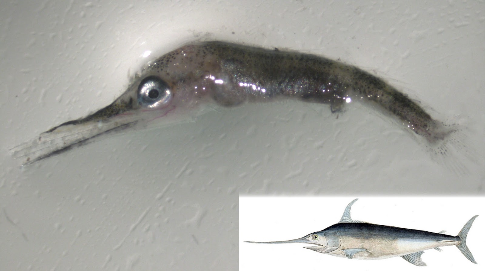 The Nancy Foster Chronicles Fish Findings