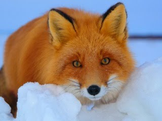 Crvena lisica na snijegu slike besplatne pozadine za mobitele download