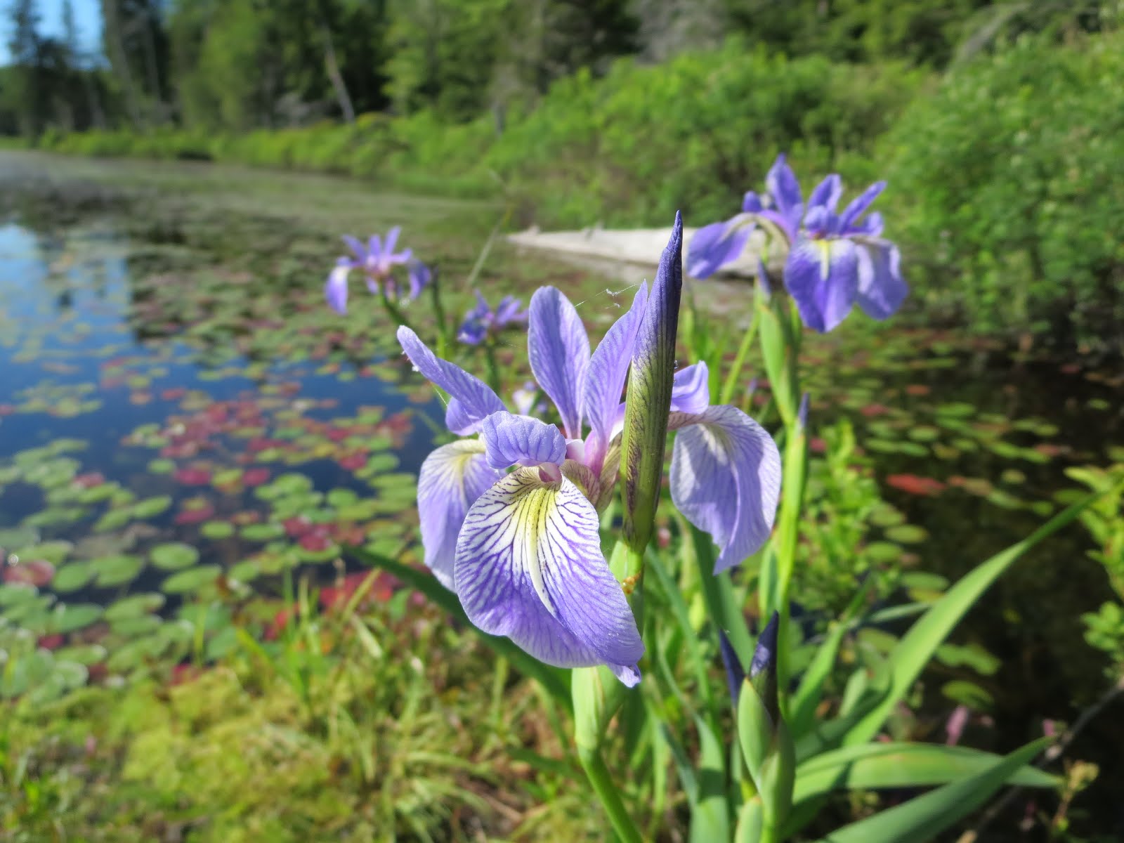 Valhallaoven's Travel log Savoy Mountain Bog Pond
