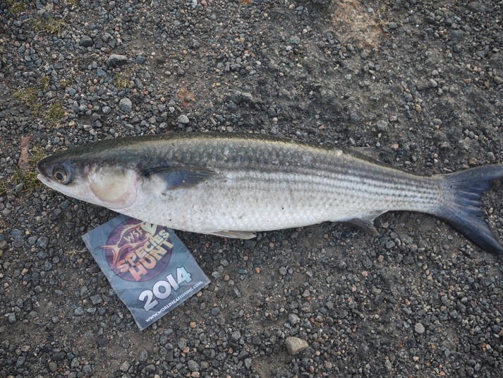 Fishing Jersey Channel Islands WSF Species Hunt Shore 2014