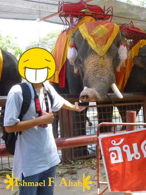 Me touching a Thai elephant in Ayutthaya Historical Park