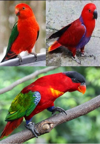 indonesia ku: Hewan Langka yang Terapat di Maluku