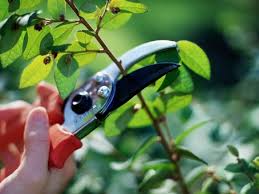 MAMFAAT PEMANGKASAN PADA TANAMAN DAN BONSAI DI RUMAH