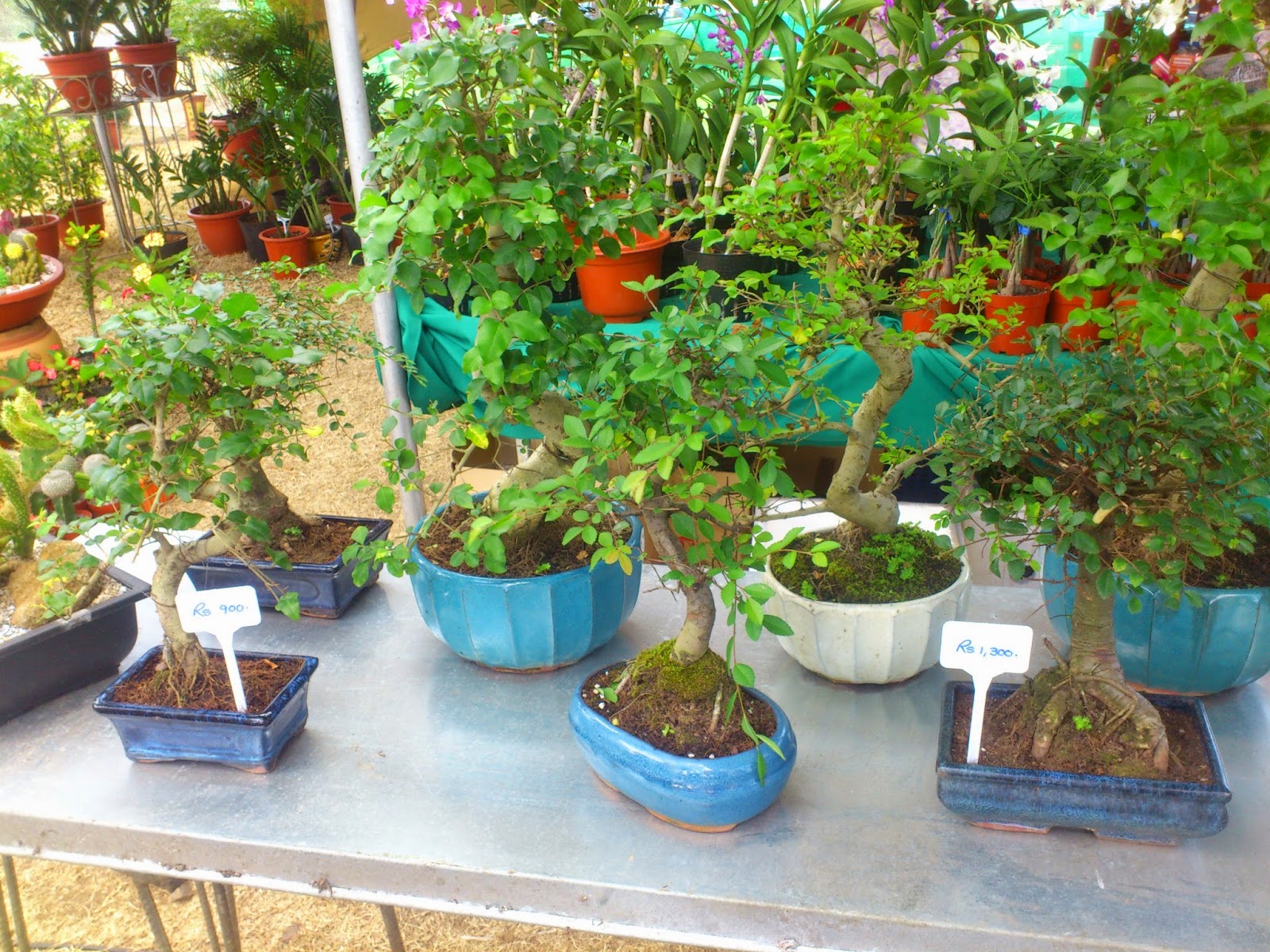 Bonsai Mauritius Bonsai Salon de la Maison et du jardin 2014