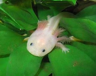 Best Jungle Life: tiger salamander life cycle