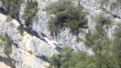 Egyptian Vulture, pyrenees of Aragón