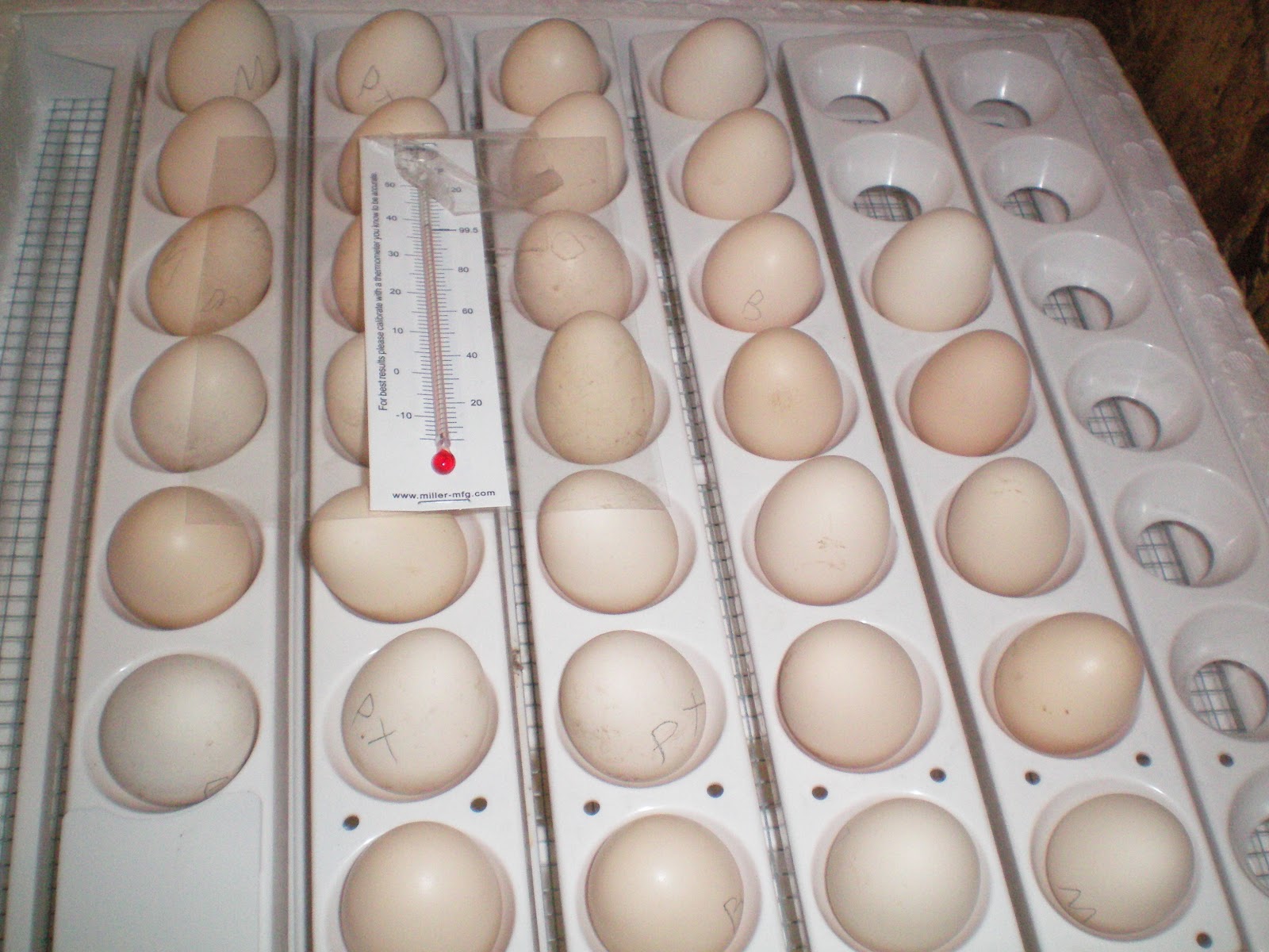 Какие яйца можно закладывать в инкубатор. Кобб 700 инкубационное яйцо. Инкубационное яйцо закладка в инкубатор. Куриные яйца в инкубаторе. Укладка яиц в инкубатор.