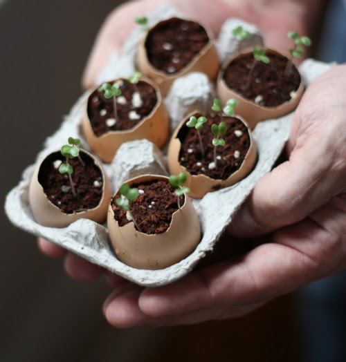 How To Plant Seeds Using Eggshells 17 Apart