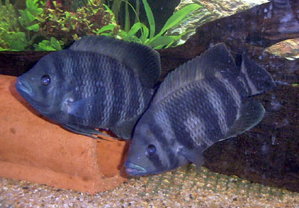 Akvaryum tilapia balığı hakkında bilgi