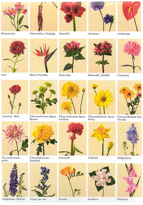 Romantic Flowers: Flower Meanings
