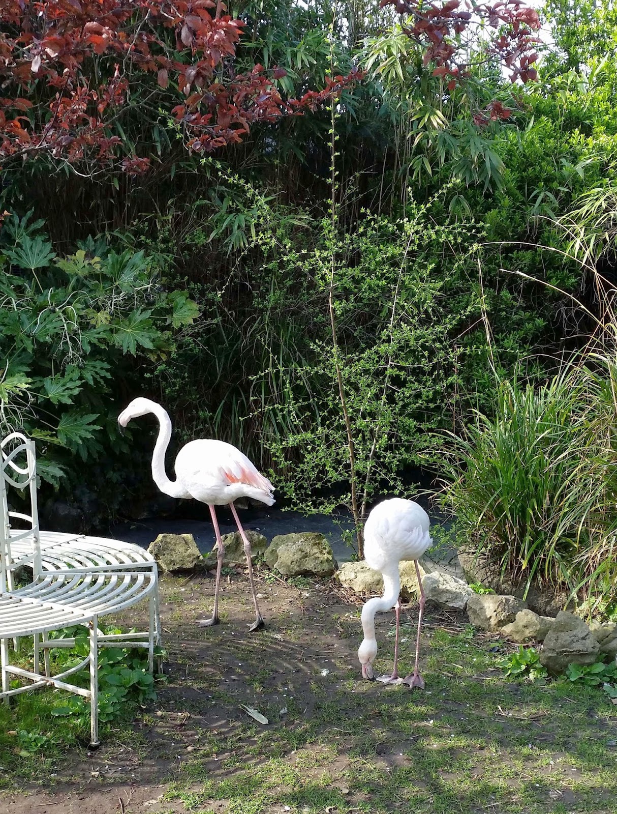 Flamingos i Kensington Roof Garden, London