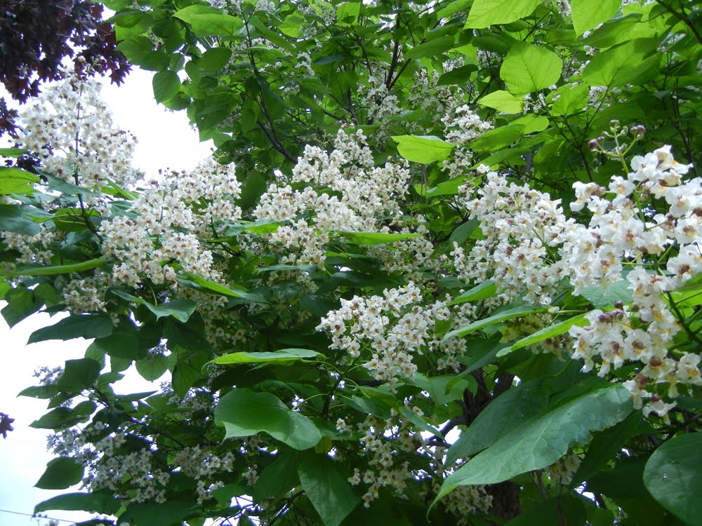 Ronna's Blog Flowering Catalpa Tree