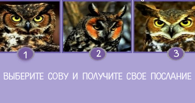 Сове подходит 3 из 4 шнурков