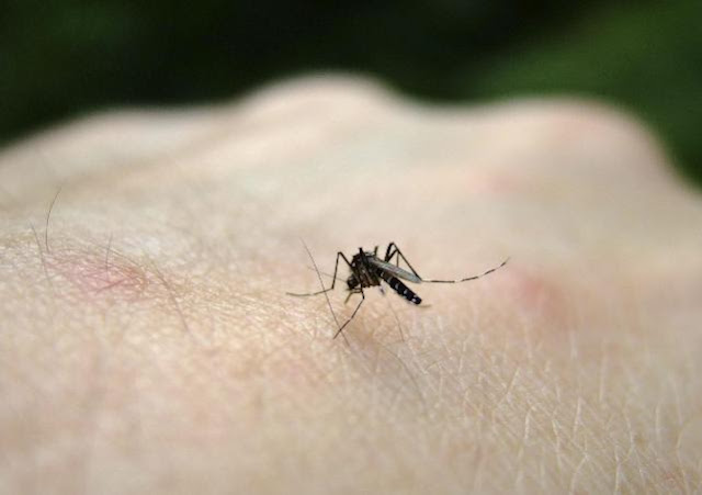Mengapa Nyamuk Berdengung di Sekitar Telinga Kita?