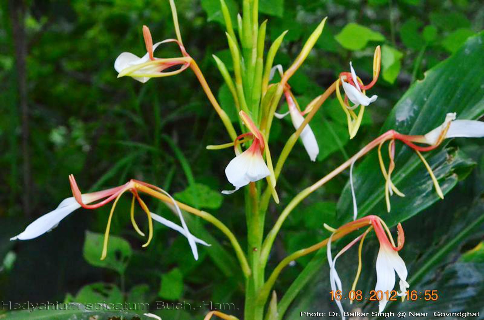 Medicinal Plants Hedychium spicatum Sandharlika kachuralu Kapur kachri