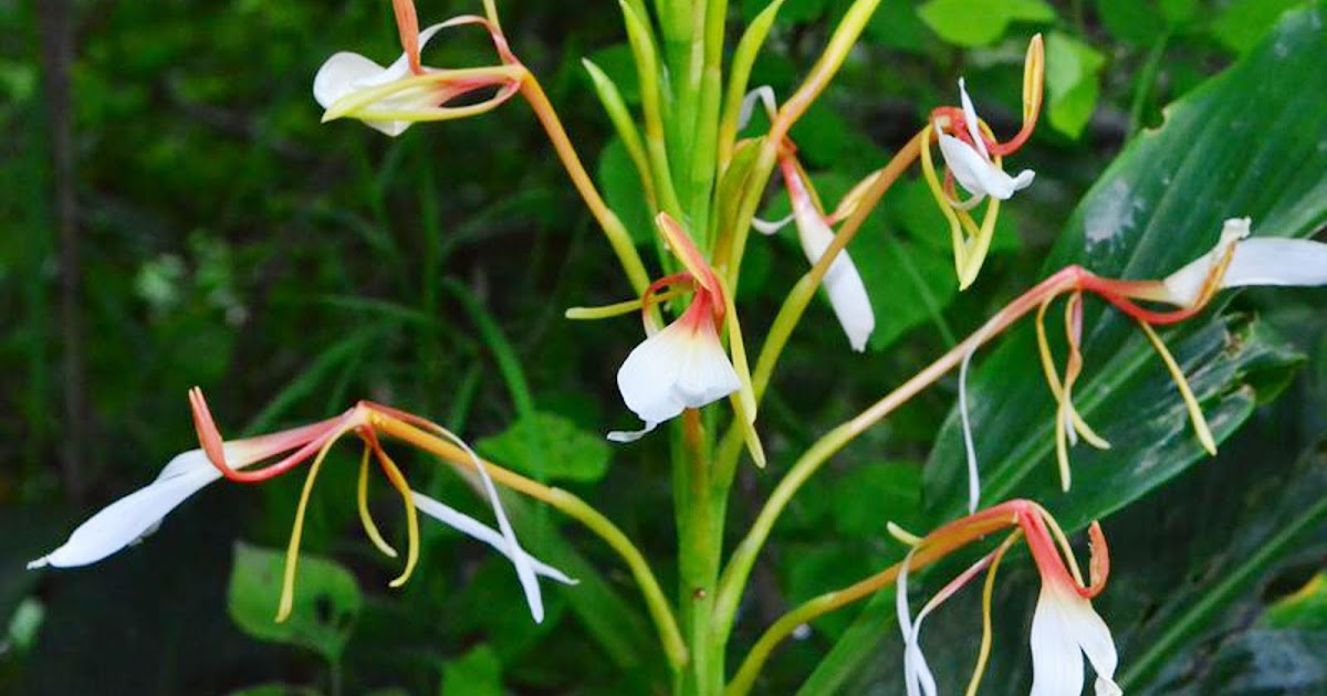 Medicinal Plants Hedychium spicatum Sandharlika kachuralu Kapur kachri