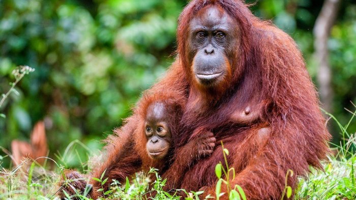 Uluran Tangan Orang Utan yang Mengajarkan kita Tentang Kemanusiaan !