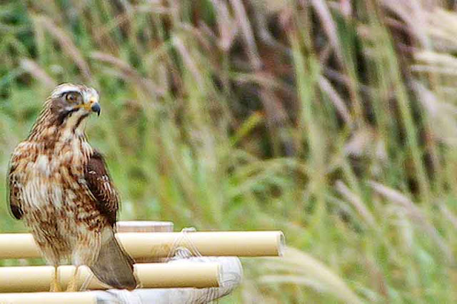 raptor, Grey-faced Buzzard Eagle, perched