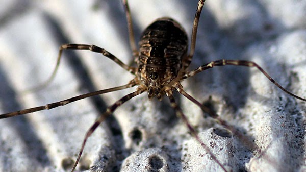 Daddy long legs spider with babies, I assume this is the mo…