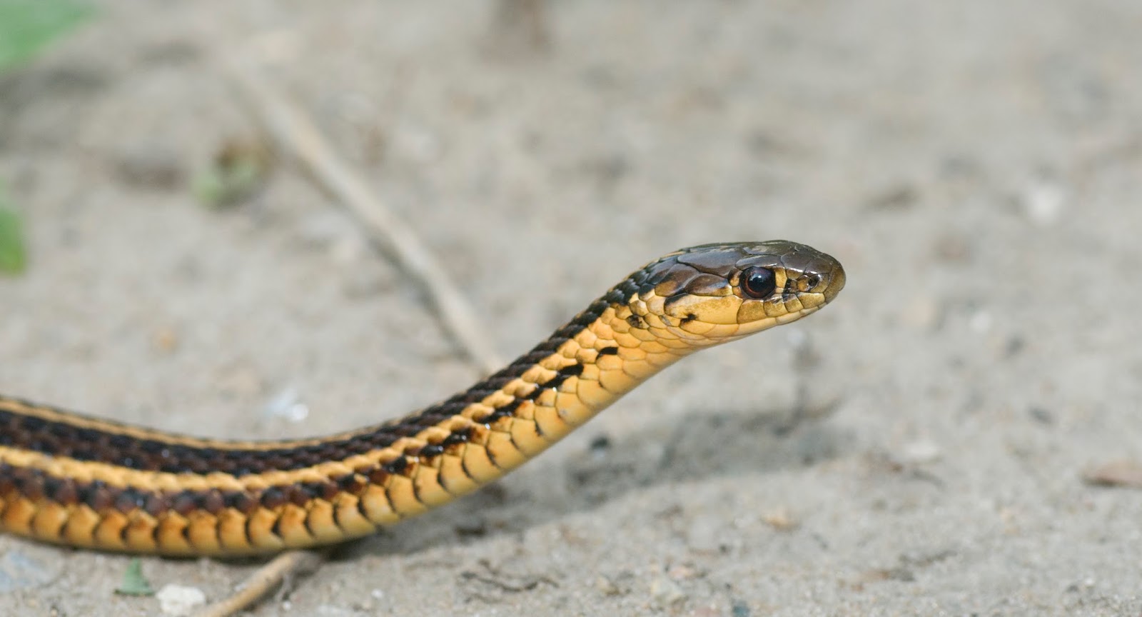 Explorations of an Ecologist: The snakes of Ontario - Part 5