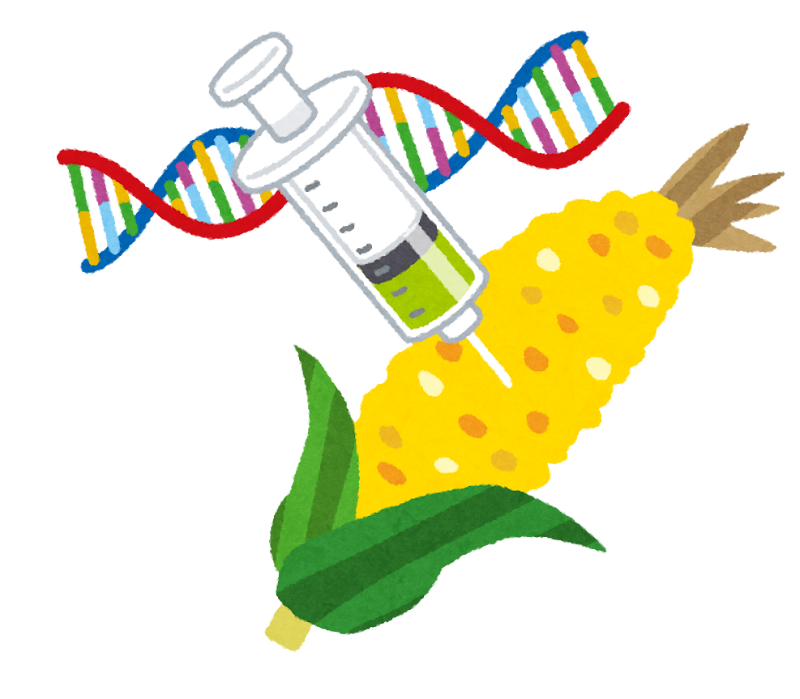 遺伝子組み換え食品のイラスト とうもろこし かわいいフリー素材集 いらすとや