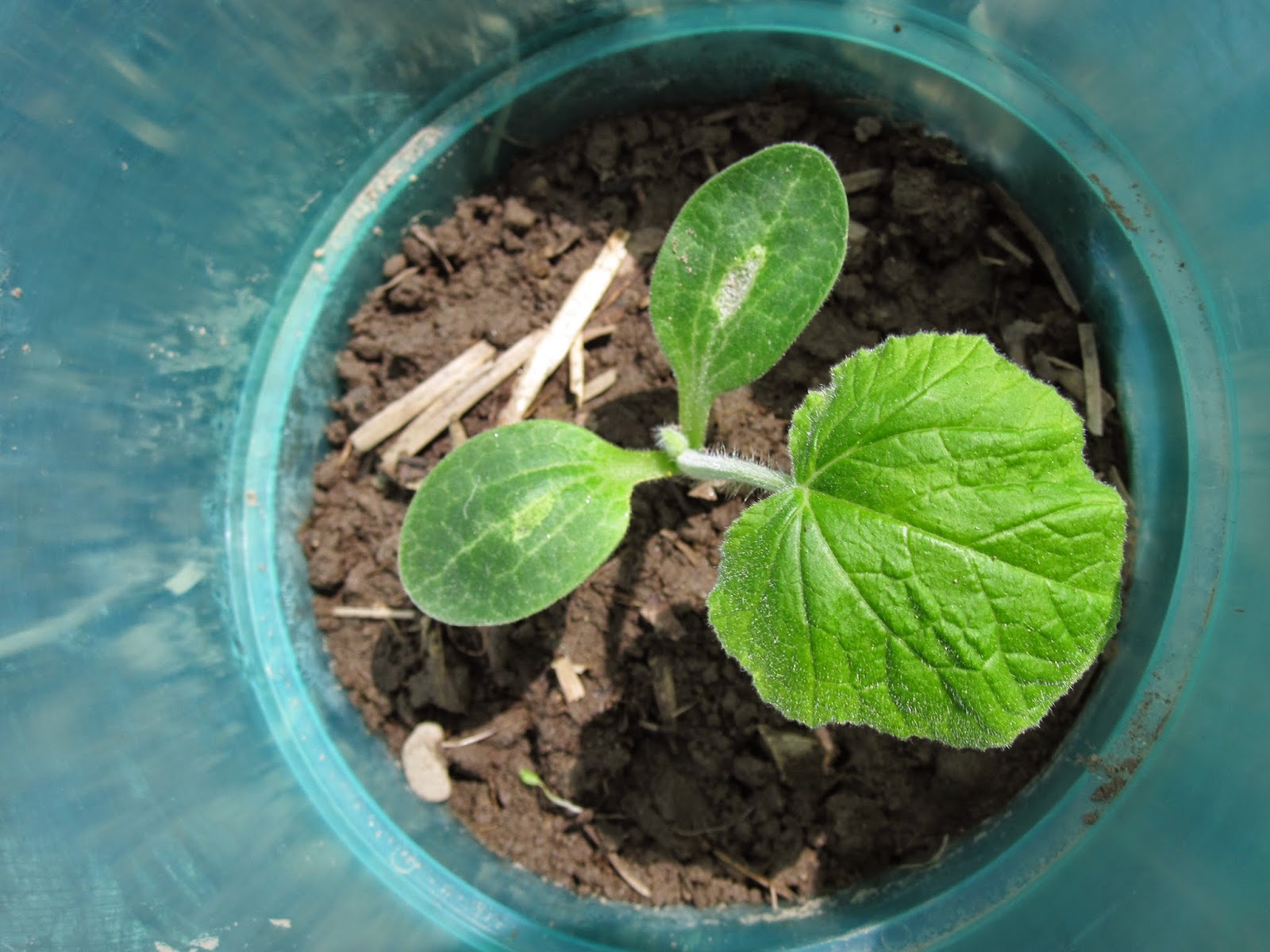 Oele Garten: Setzlinge auspflanzen