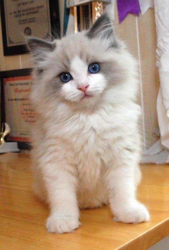Pet s We Love Top 5 Friendliest Cat Breeds Pet s We Love Top 5 Friendliest Cat Breeds