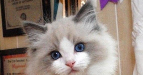 Pet s We Love Top 5 Friendliest Cat Breeds pet-s-we-love-top-5-friendliest-cat-breeds