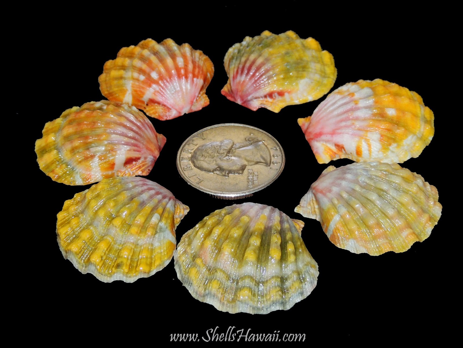 ShellsHawaiiby Janjira Hawaiian Sunrise shells / Pecten langfordi