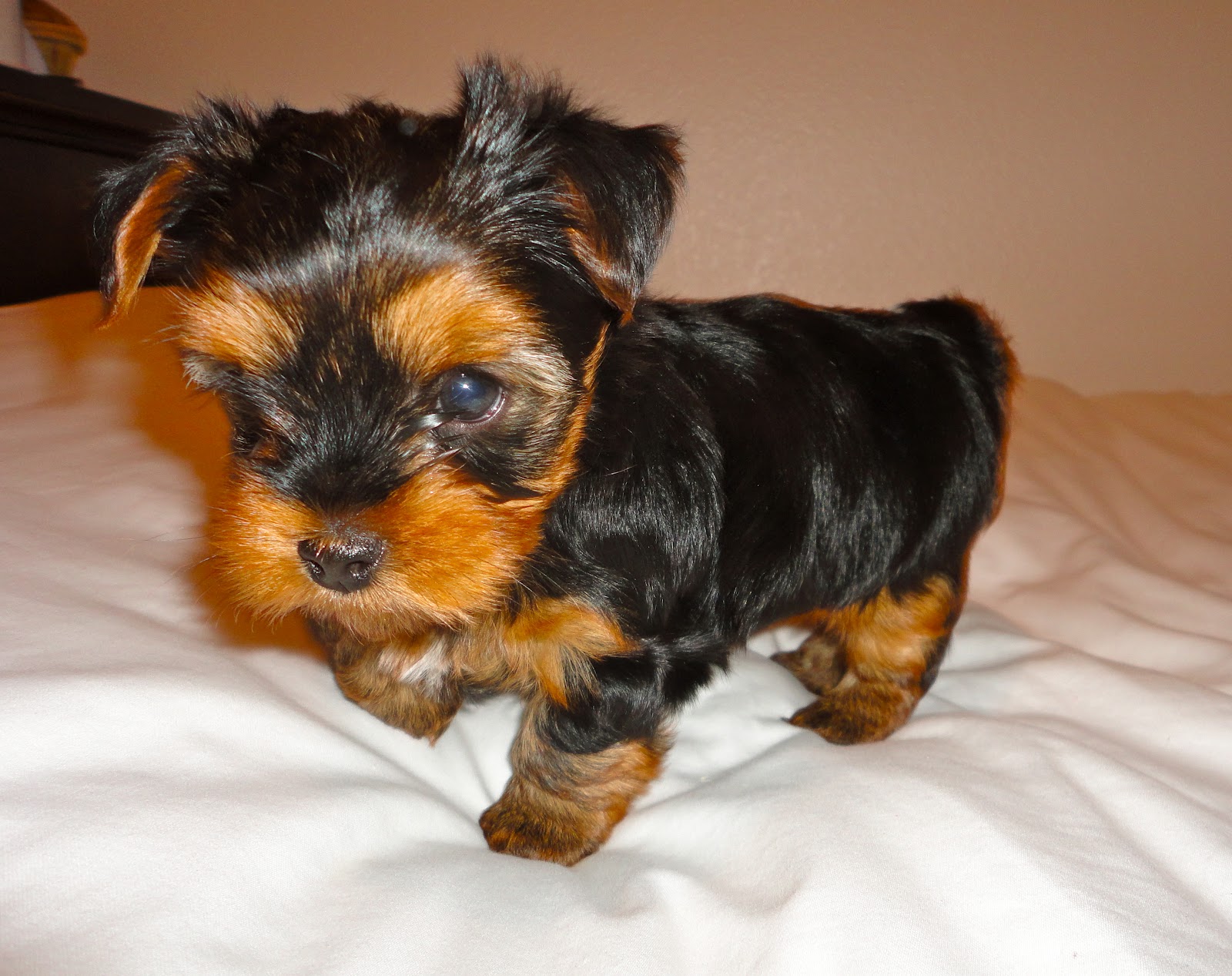 When Can Yorkie Puppies Go Home