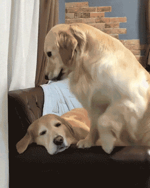 Funny animal gifs - part 312, funny animals gif, best funny gif