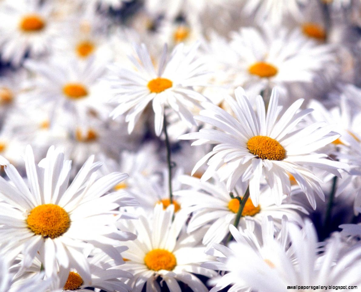 White Flower Wallpapers