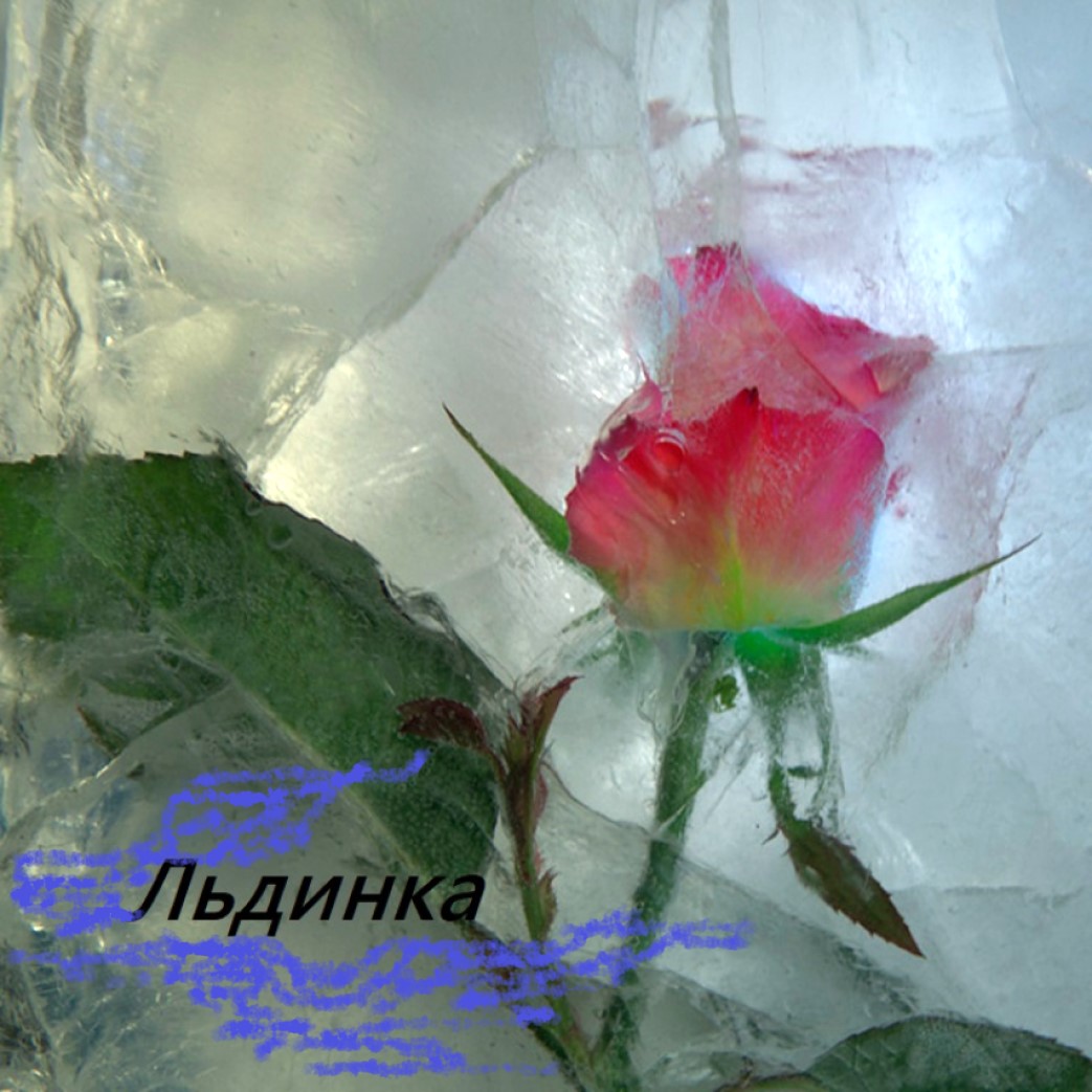 Разбитые цветы. Цветы во льду. Цветок розы во льду. Замороженные цветы.