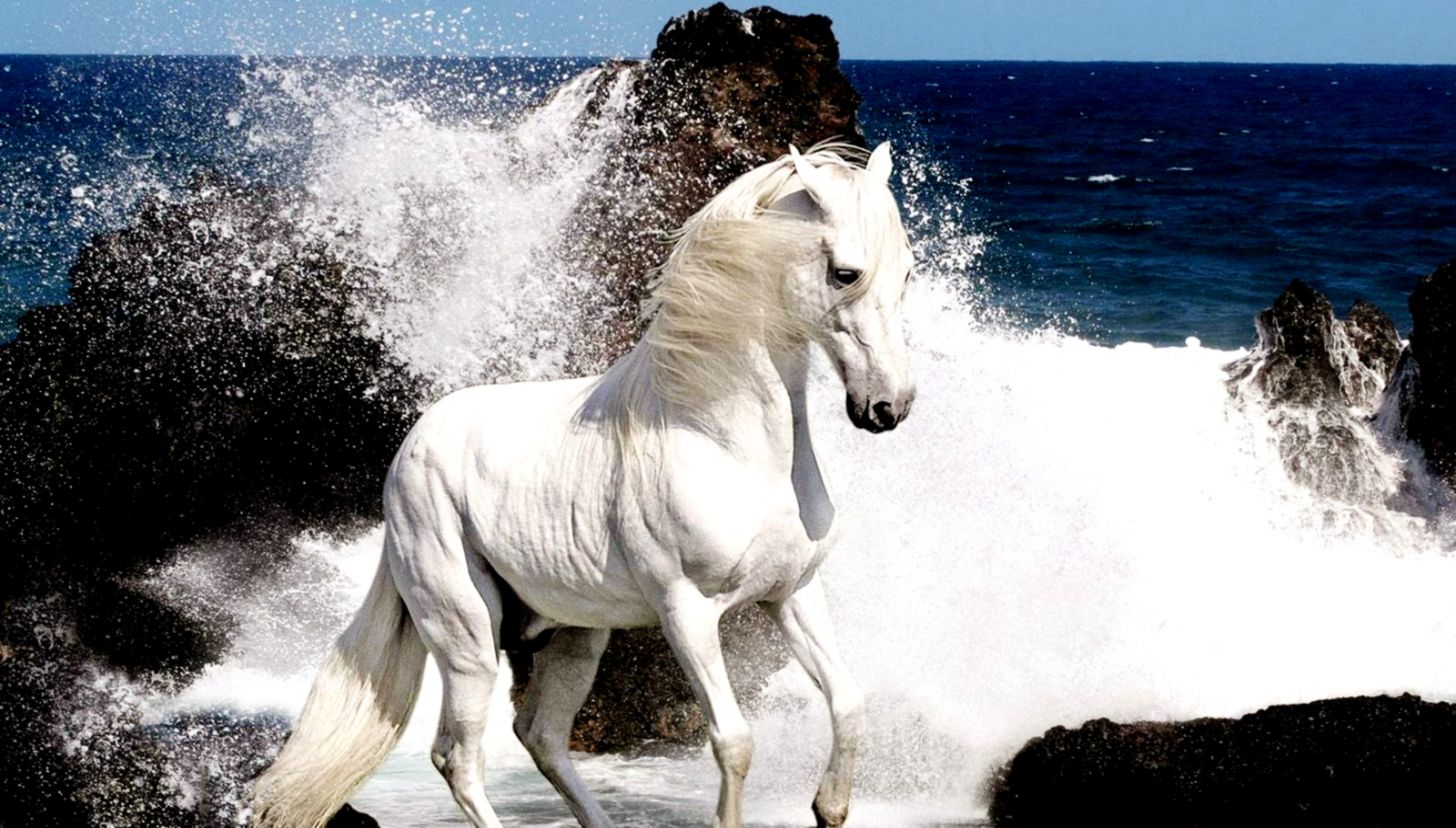 Awesome Hd Desktop Wallpapers Of White Horses In Ice