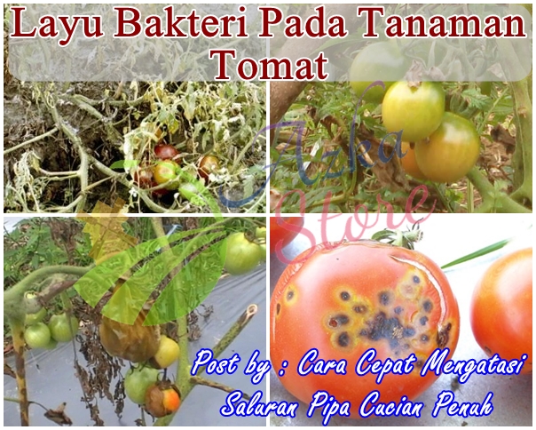Mencegah Penyakit Layu pada Tanaman Tomat di Desa Cikoneng: Tips dan Trik yang Efektif