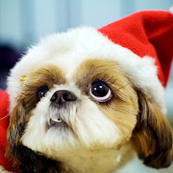 Dog Christmas Wallpaper Ipad