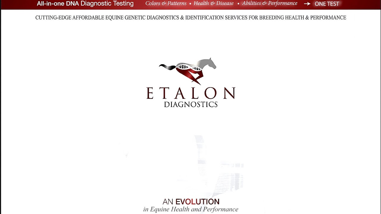 Horse Dna Testing For Breed Horse Choices