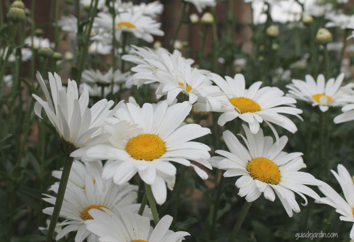 Leucanthemum maximum, margarita gigante o margaritón - Guia de jardin