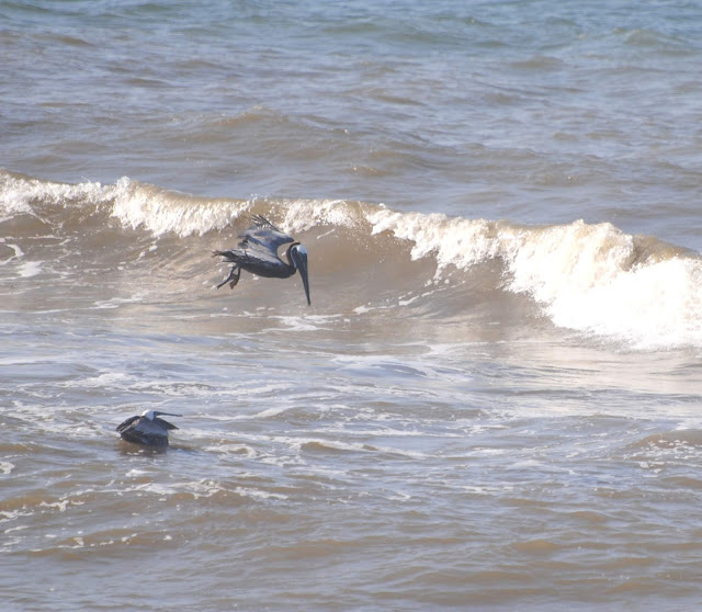 the Grabers Birds on Dauphin Island (and alligators!)
