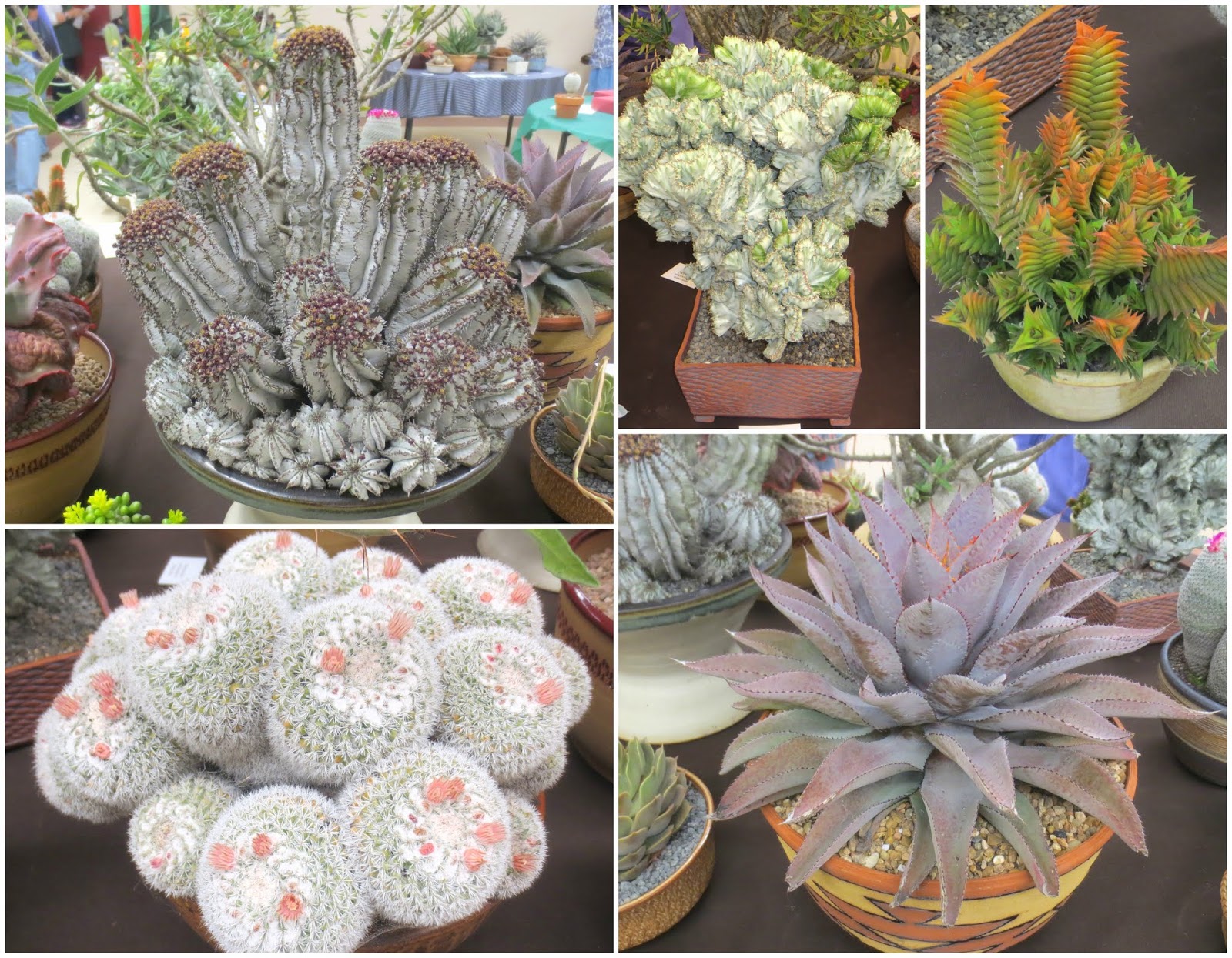 Late to the Garden Party Cactus & Succulent Show & Sale