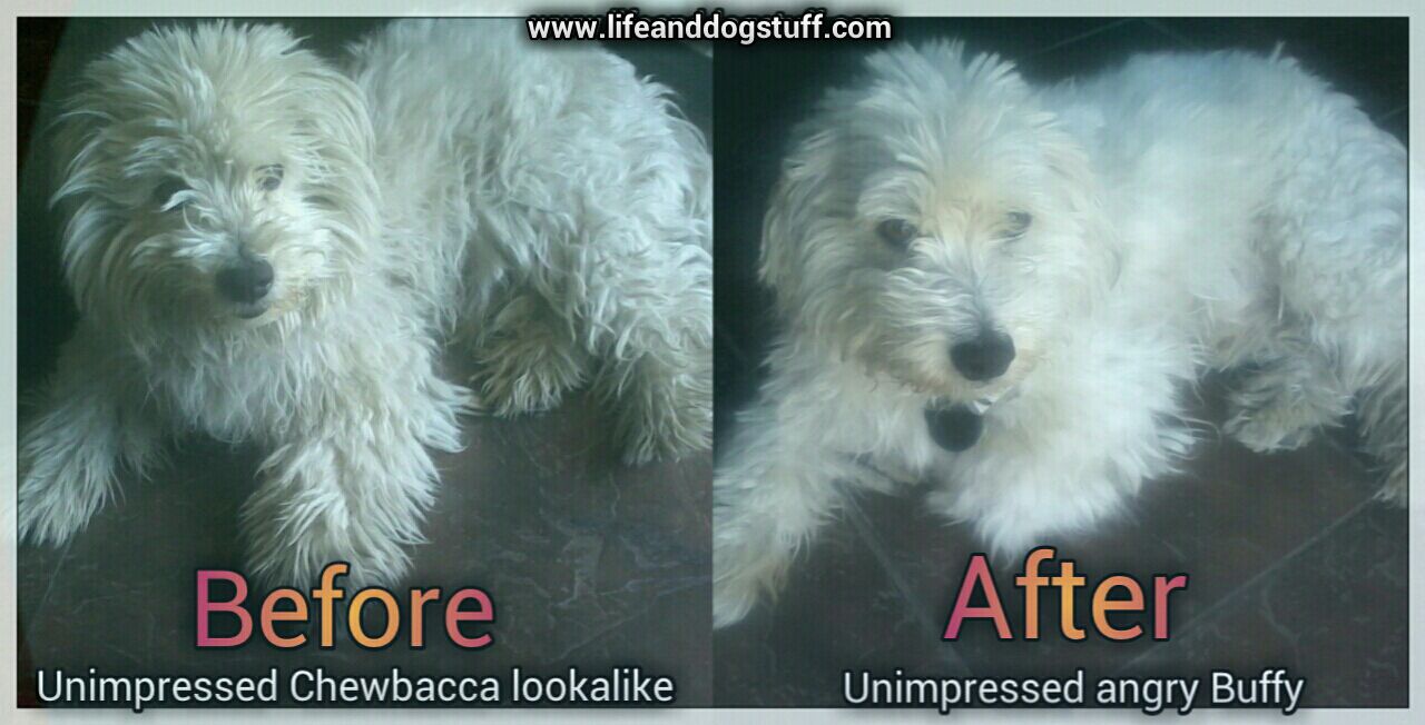 Can I Stay With My Dog At The Groomers Can I Stay With My Dog At The Groomers