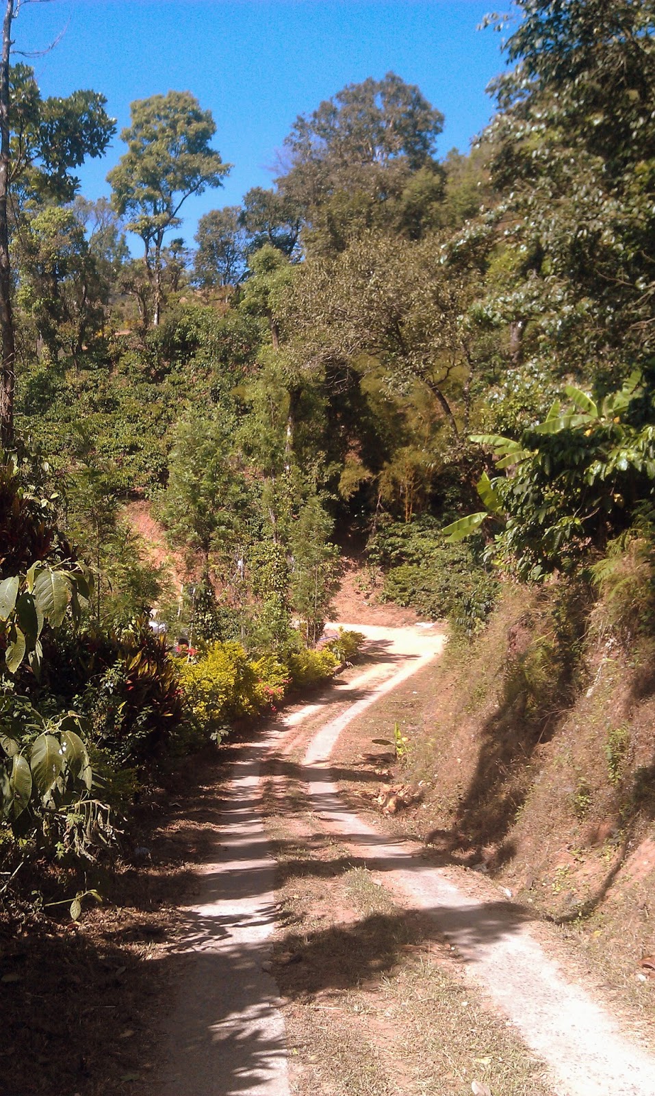 Coorg homestay