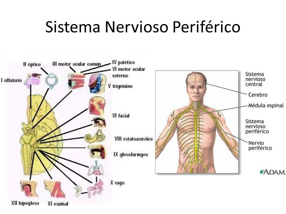 Por qué está formado el sistema nervioso