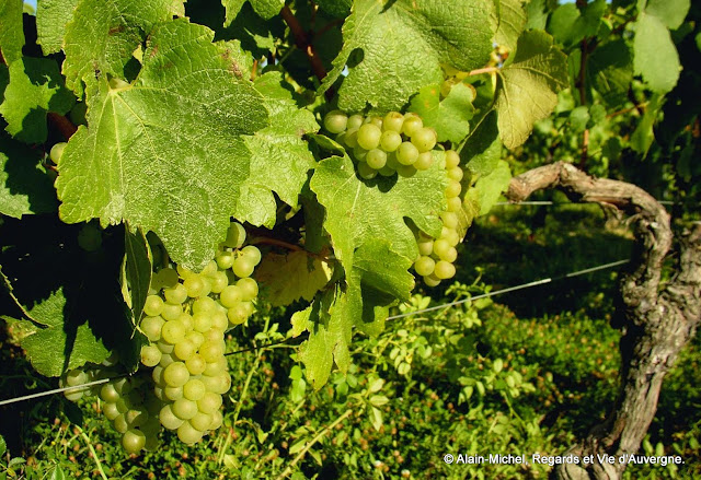 paysage d'été, vigne, raisin blanc