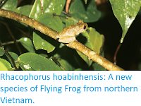 http://sciencythoughts.blogspot.co.uk/2018/02/rhacophorus-hoabinhensis-new-species-of.html