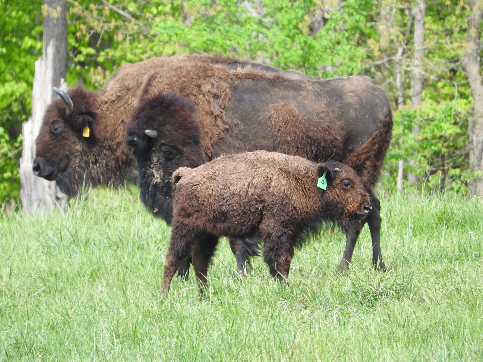 Piedmont Farm Tour....Farm 1 Sunset Ridge Buffalo Farm....2016
