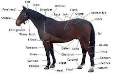 HORSE CARE LINKS