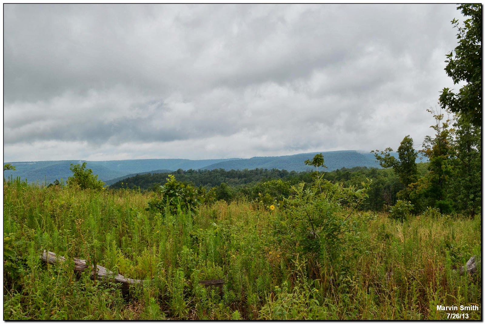 Nature in the Ozarks July 2013