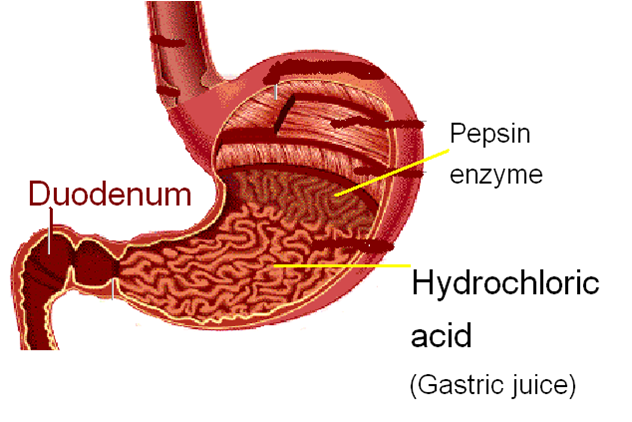 2.3 HUMAN DIGESTIVE SYSTEM | MScienceBuzz