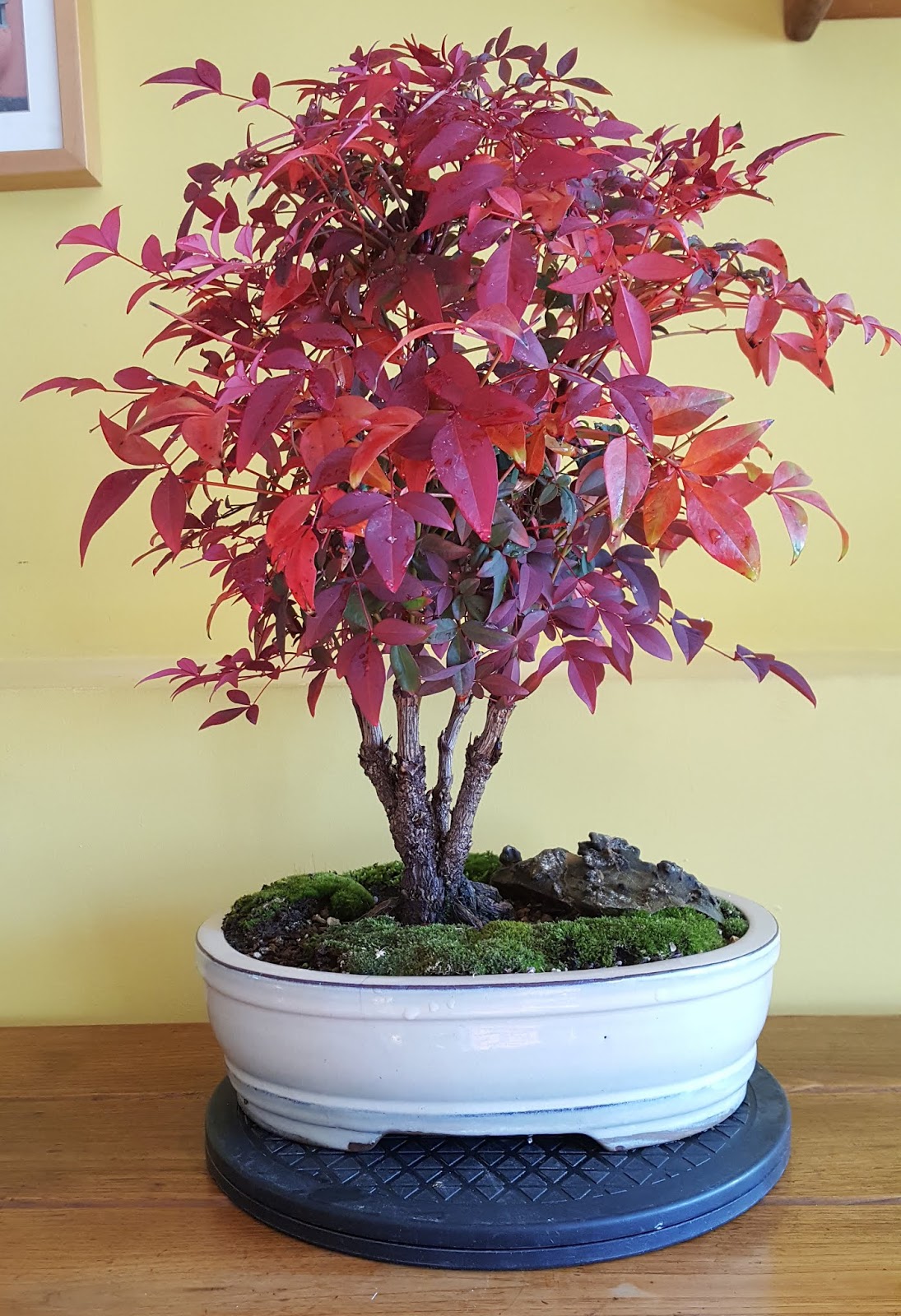 Orea Bonsai Nandina Domestica, rojo otoñal en pleno invierno